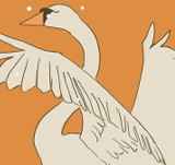 "El dolor de un cisne"