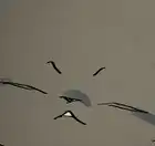 2. (8/8)