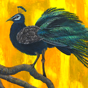 107. Resting Feathers(3/3)