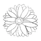 109. ◆Sketching a Gerbera