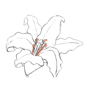 110. ◆Sketching a Lily