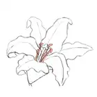 110. ◆Sketching a Lily