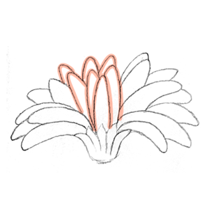 111. ◆Sketching a Gerbera from Every Angle(2/3)