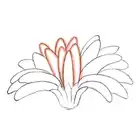 111. ◆Sketching a Gerbera from Every Angle(2/3)