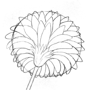 111. ◆Sketching a Gerbera from Every Angle(3/3)