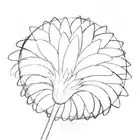111. ◆Sketching a Gerbera from Every Angle(3/3)