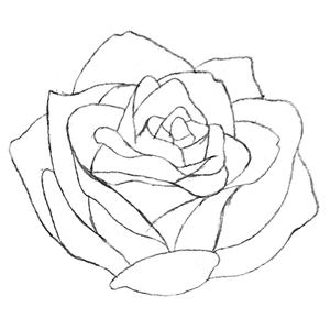 112. ◆Sketching a Rose