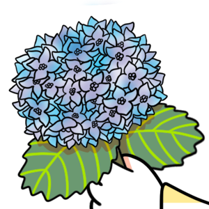 113. ◆Sketching a Hydrangea
