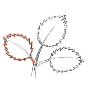 115. ◆Sketching Leaves