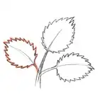 115. ◆Sketching Leaves