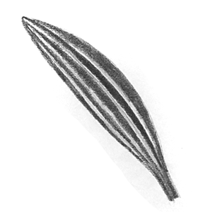 119. ◆Leaf Details