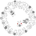 The Ring