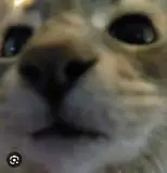 katmaugs