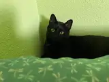 Mari