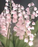 Daffodil_3
