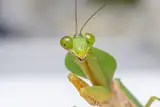 SasaLamii