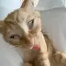 araa