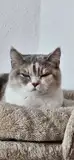 Mia