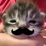 kangel