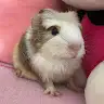Monkk