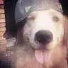 Laila