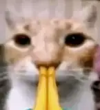 Ghala