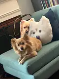 sangelw