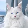 ichago