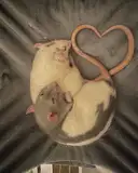 NOTaugust