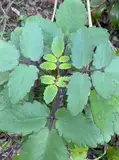 Feilii