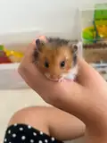 Freya