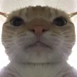 Mg