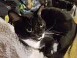 Lily and Cats