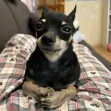 xentualzv