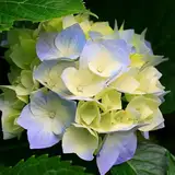 aryy