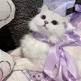 Fani