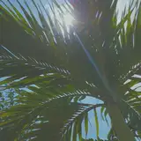 Delta