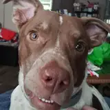 Kloey