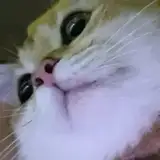 ysh