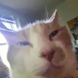 Junii