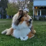 Isa