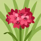 Salwa