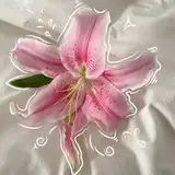 Lily