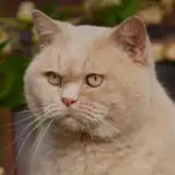 bbb