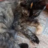 zuzzu
