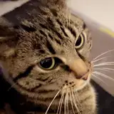 Mochi