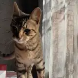 vani