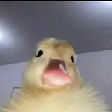 yaya