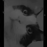 tmmy