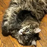 mae